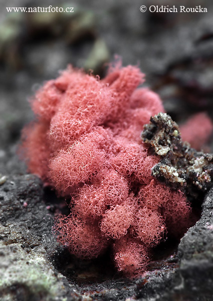 arcyria insignis (Arcyria insignis)
